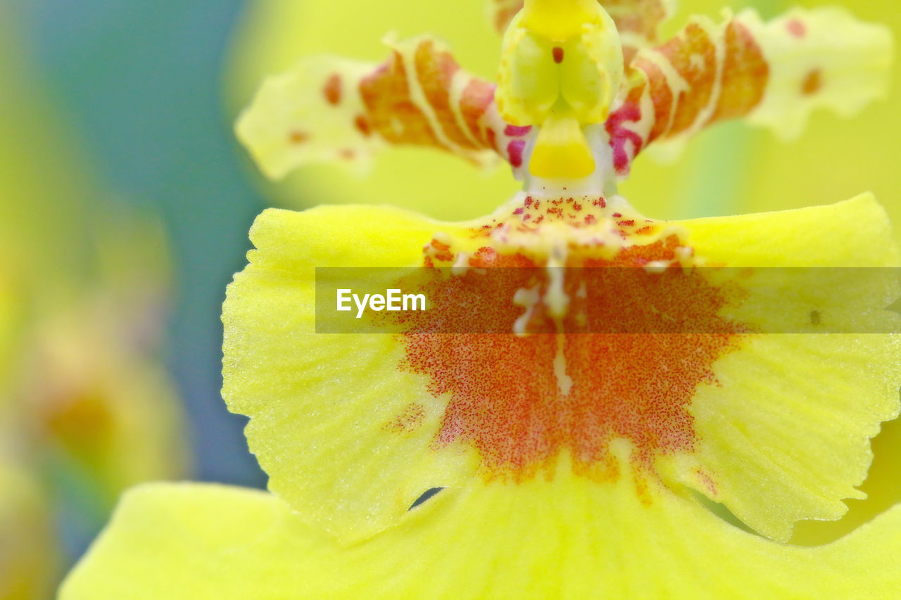 MACRO SHOT OF YELLOW FLOWER HEAD