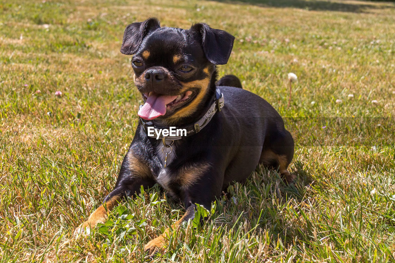 PORTRAIT OF DOG SITTING IN GRASS