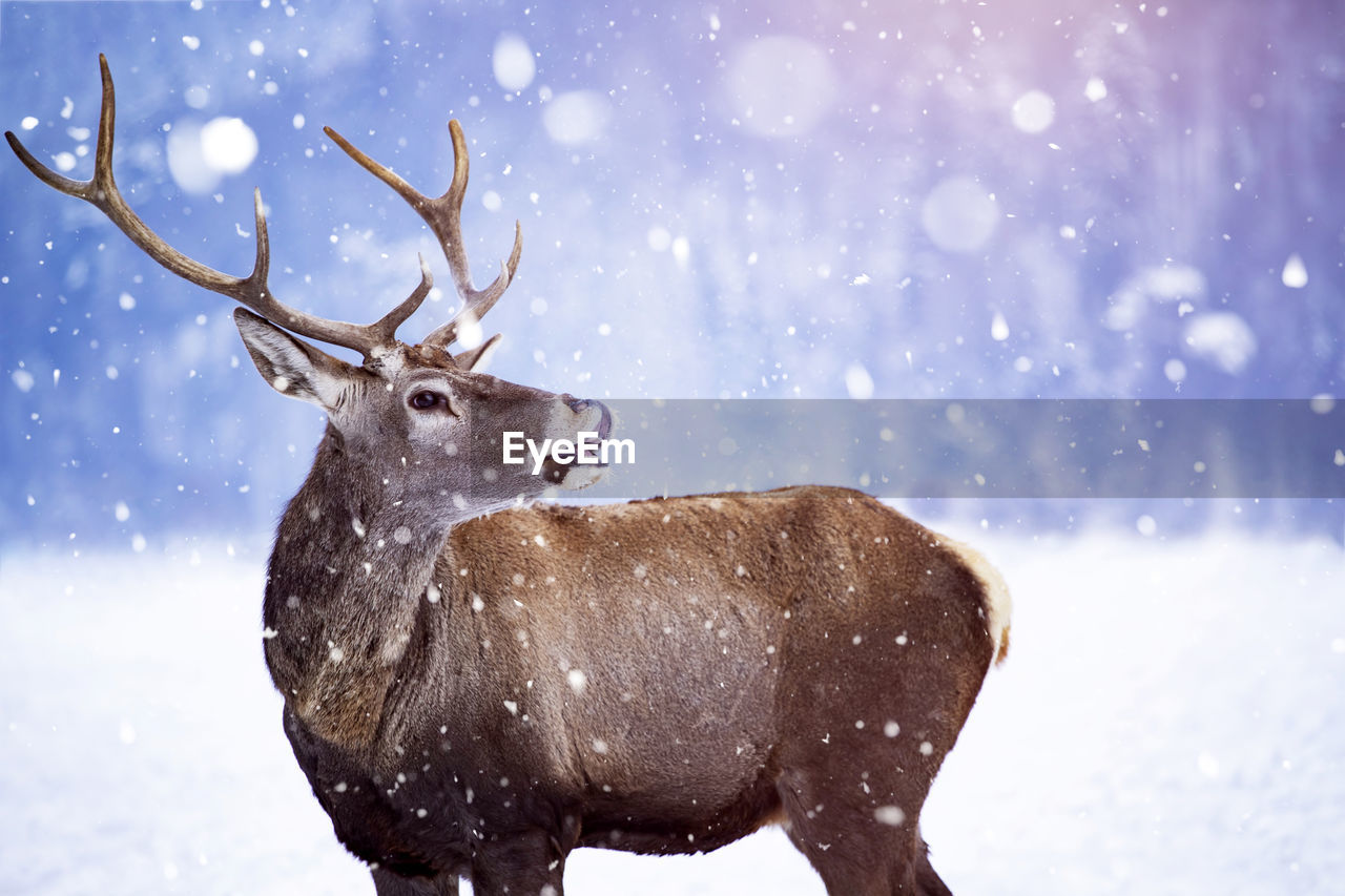 Reindeer standing outdoors during winter