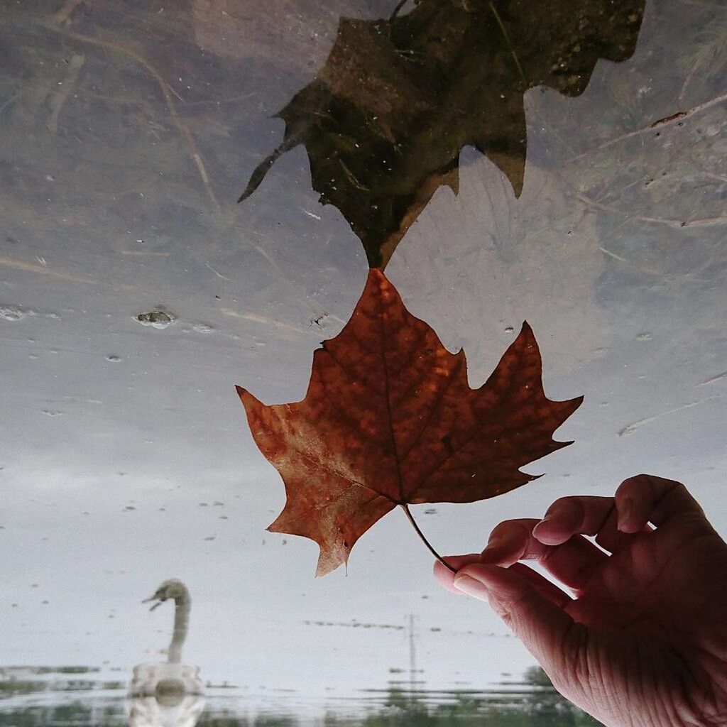Upside down image of person holding dry maple leaf over lake