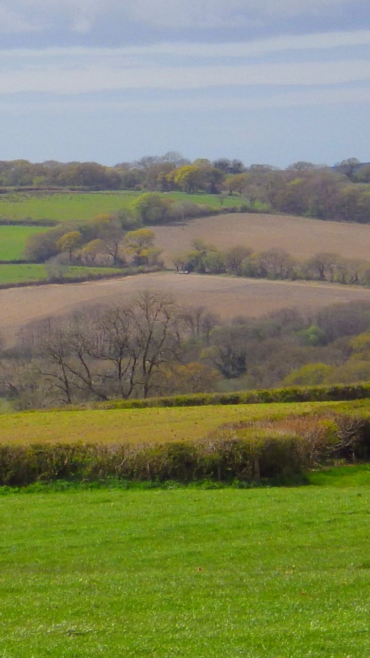 TREES ON GRASSY FIELD