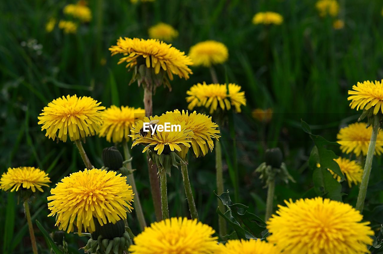 SUNFLOWER BLOOMING ON FIELD
