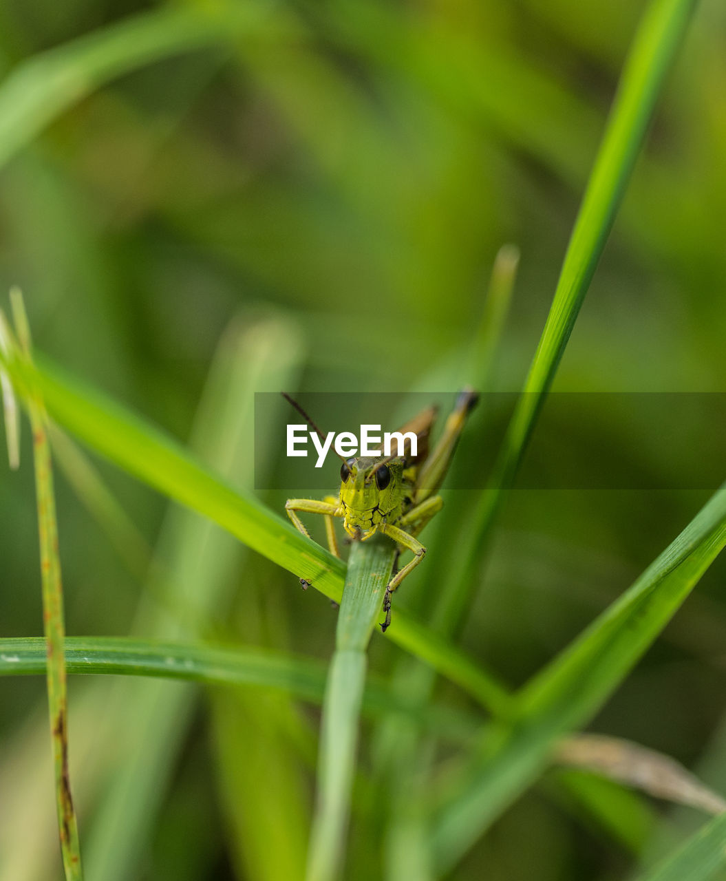 Grashpper on a grass leaf