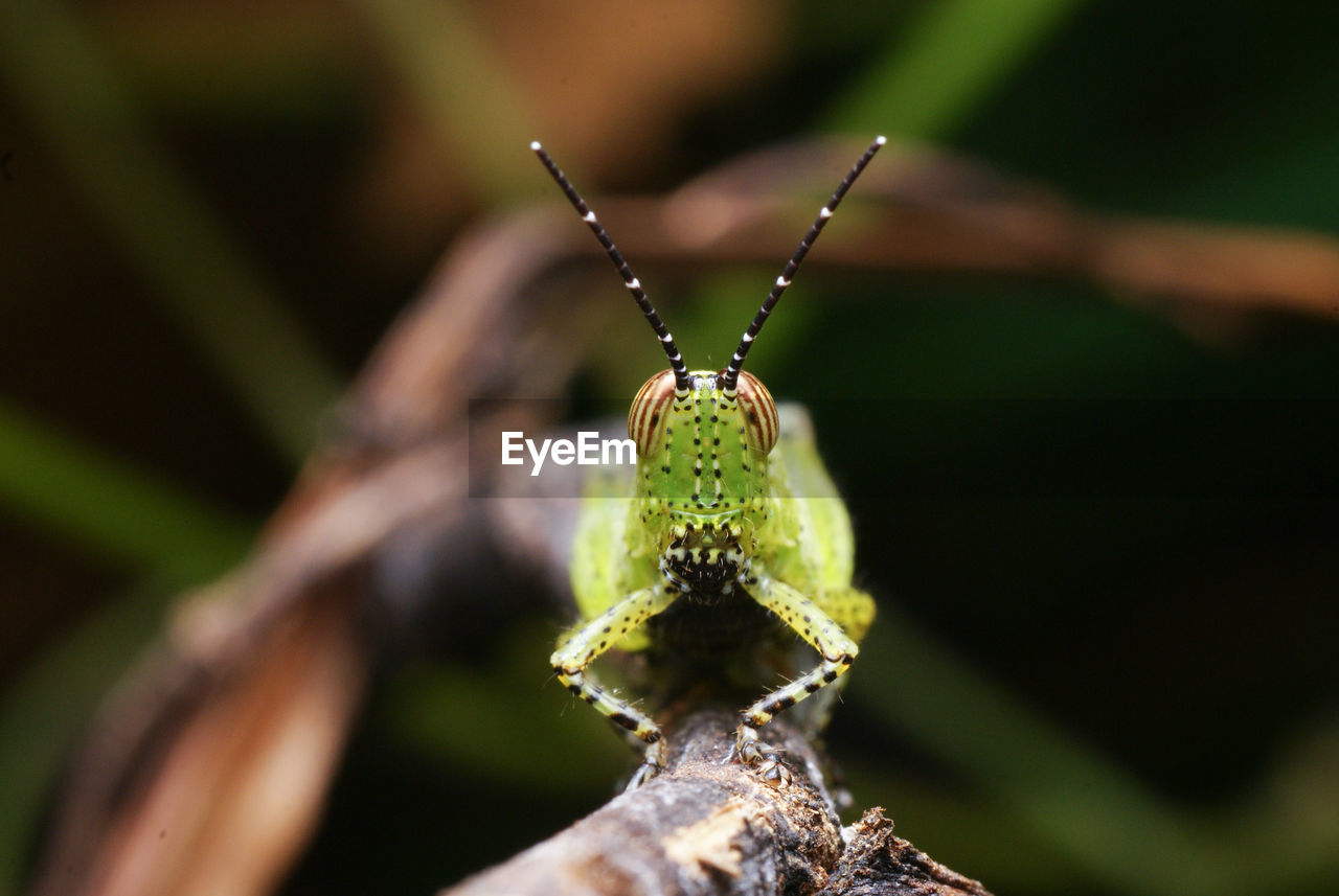 CLOSE-UP OF GRASSHOPPER ON LEAF