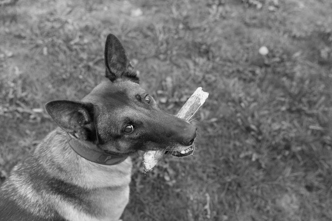 Close-up of a dog