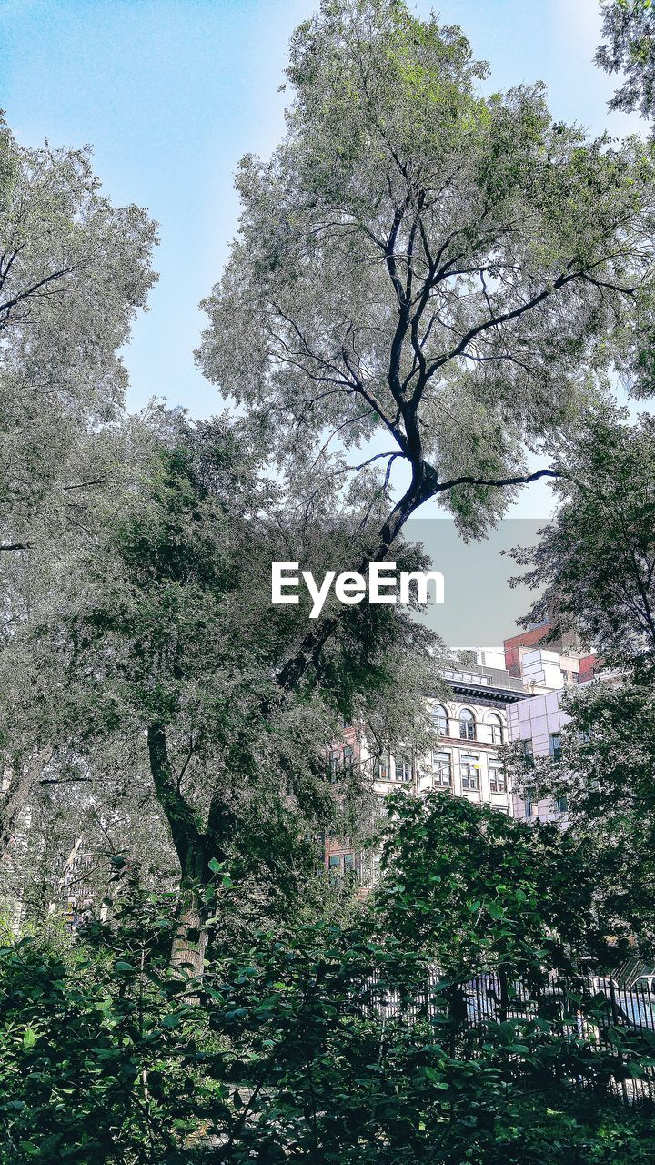 VIEW OF TREE AGAINST SKY