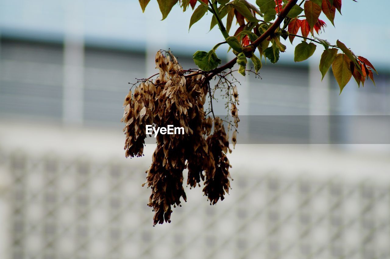 CLOSE-UP OF DRIED LEAVES HANGING ON PLANT