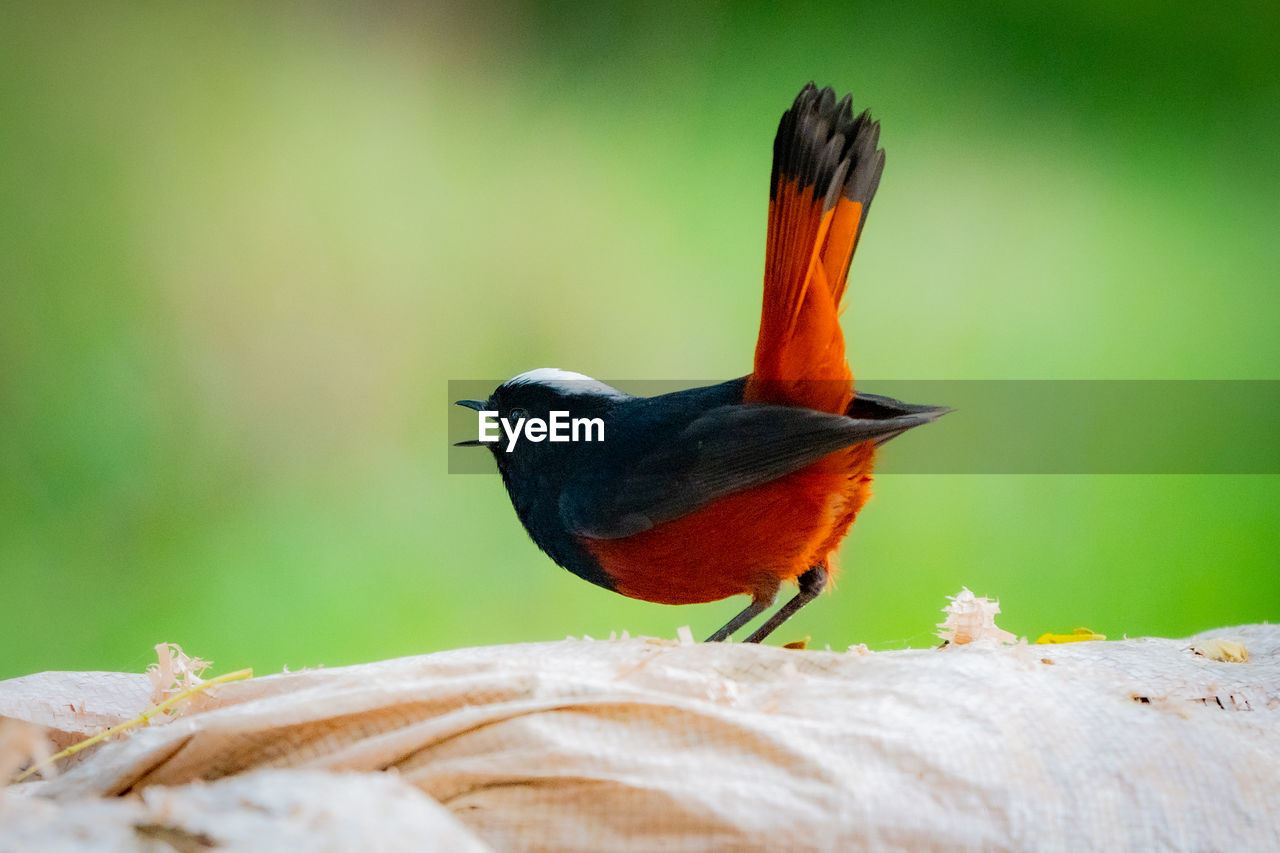 White capped redstart singing out loud 