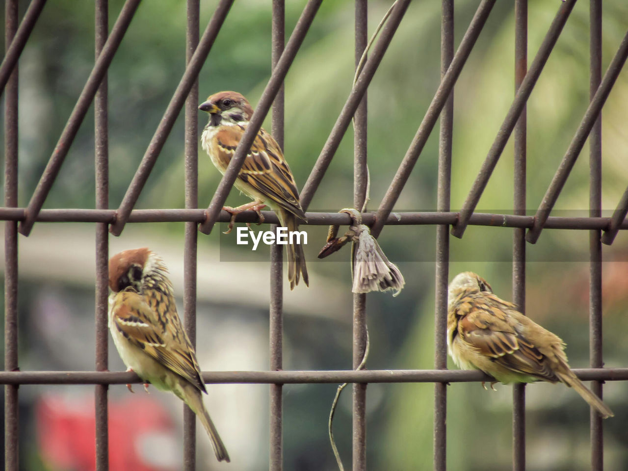 Close-up of sparrows perching outdoors