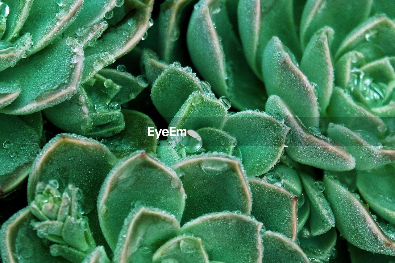 Full frame shot of succulent plant