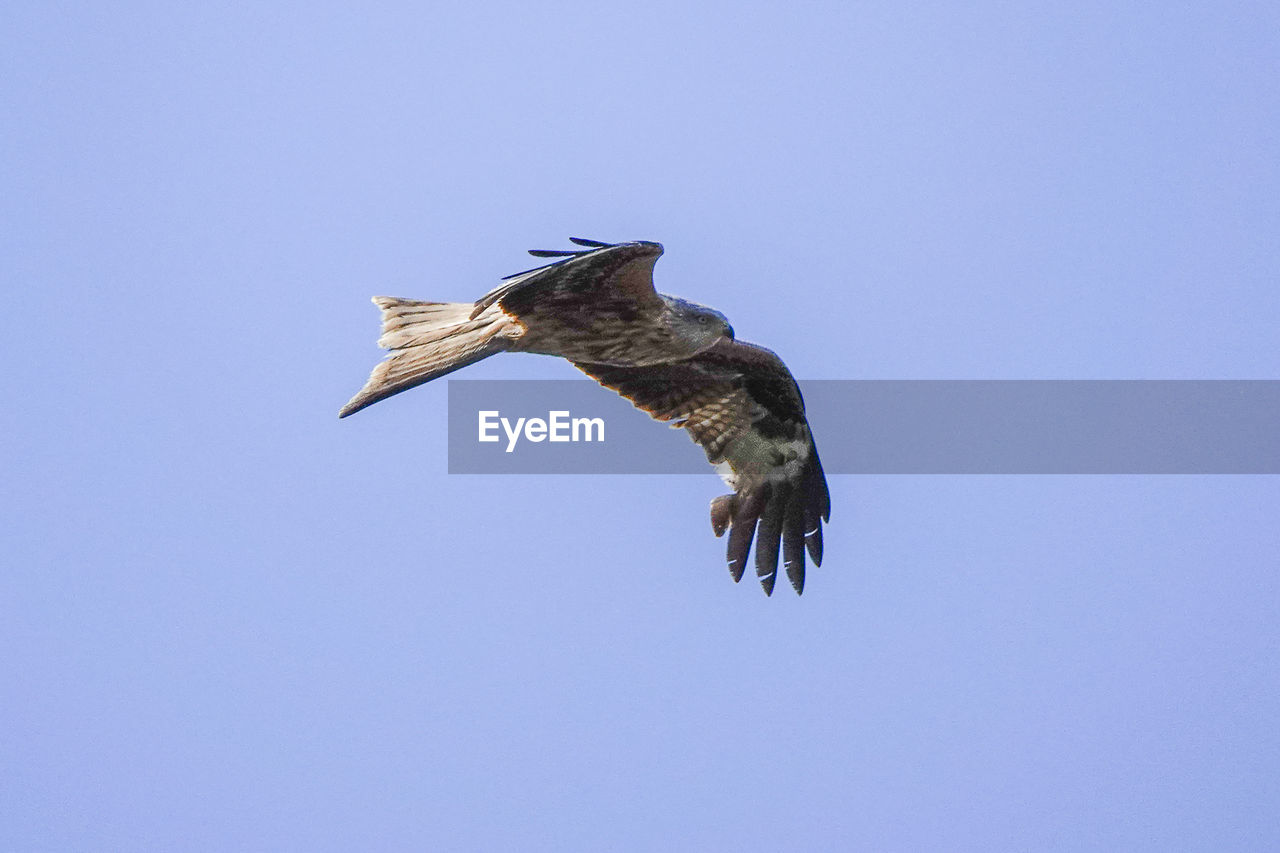 LOW ANGLE VIEW OF EAGLE FLYING