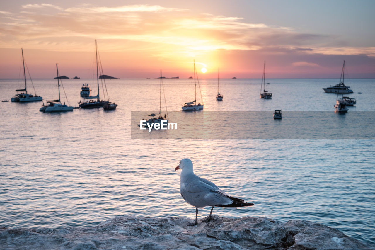seagulls on sea against sky during sunset