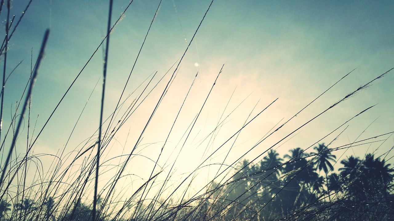 LOW ANGLE VIEW OF GRASS AGAINST SKY