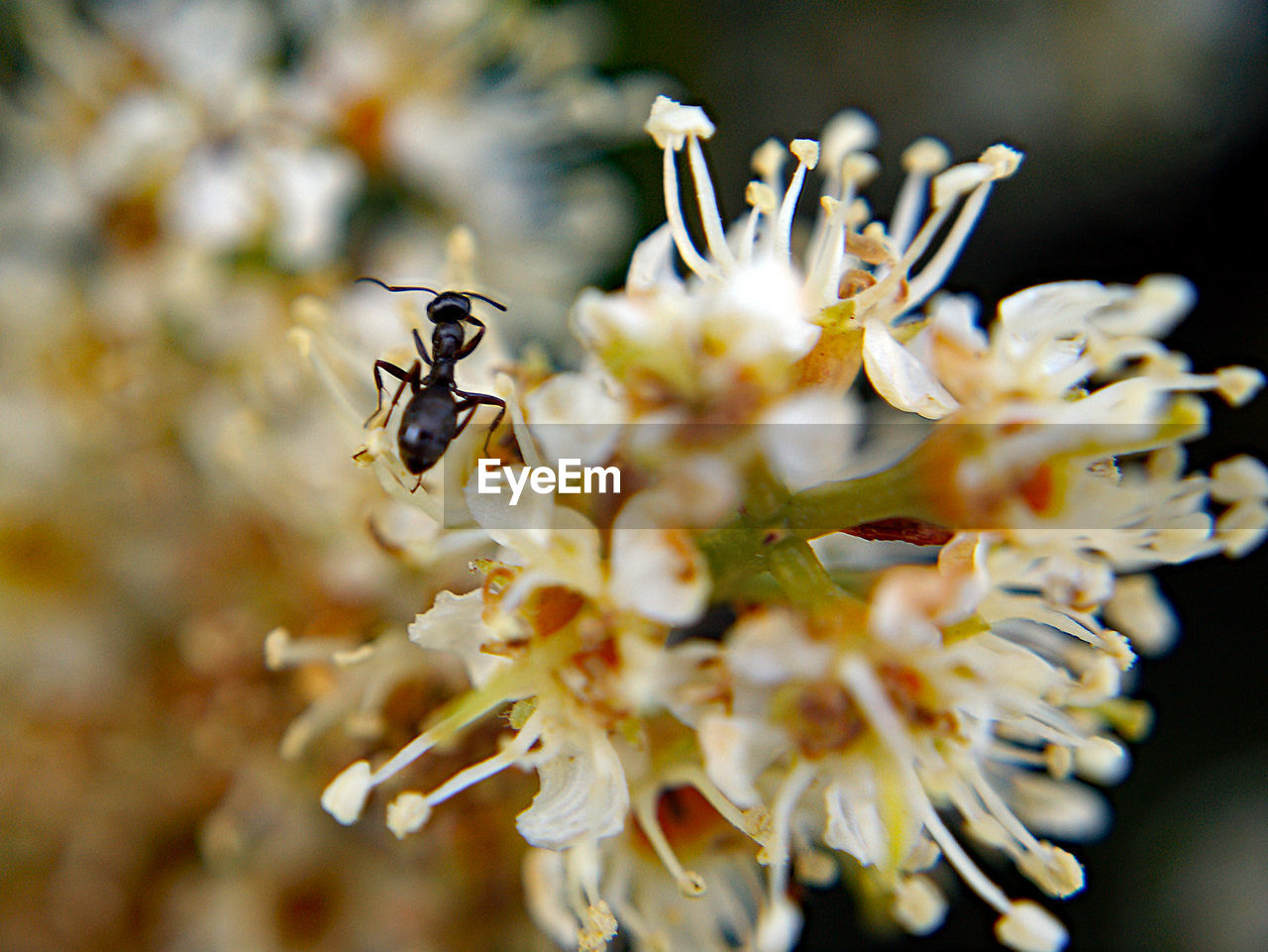 Close-up of insect on flower