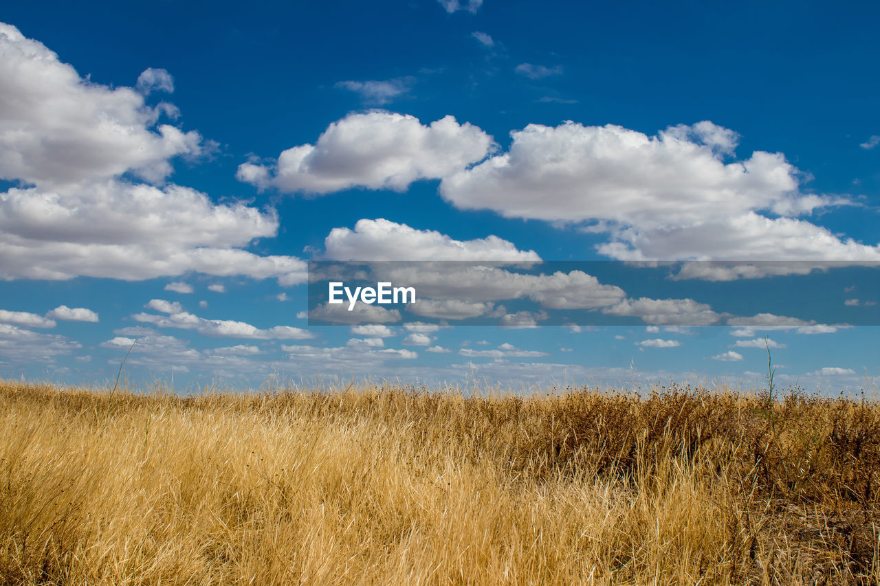 scenic view of grassy field against sky