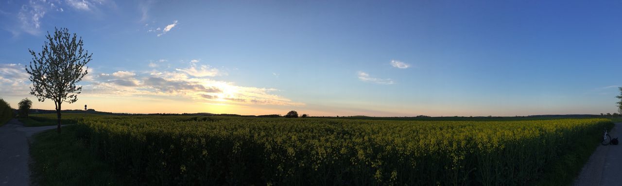 SCENIC VIEW OF RURAL LANDSCAPE