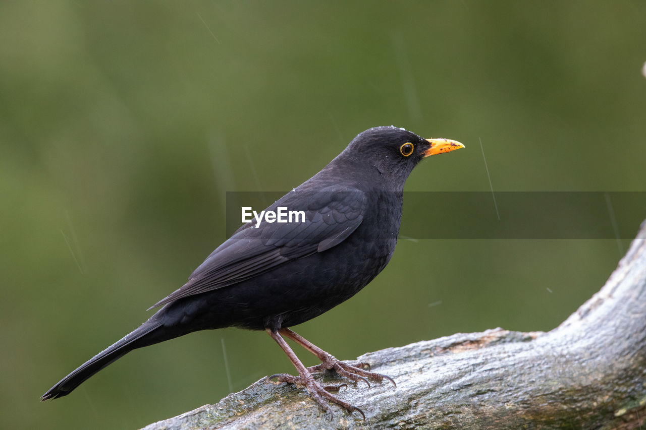 CLOSE-UP OF A BIRD PERCHING ON A TREE