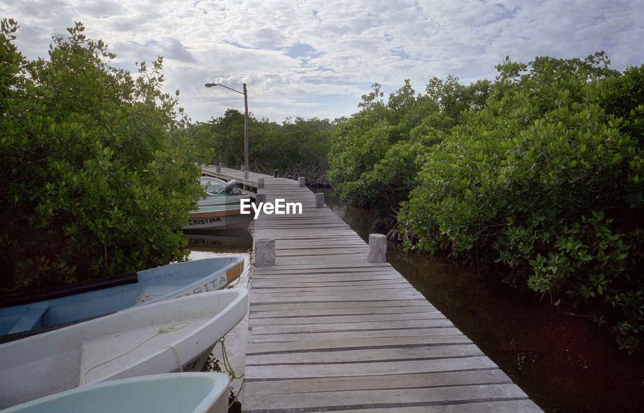 Empty boardwalk along trees