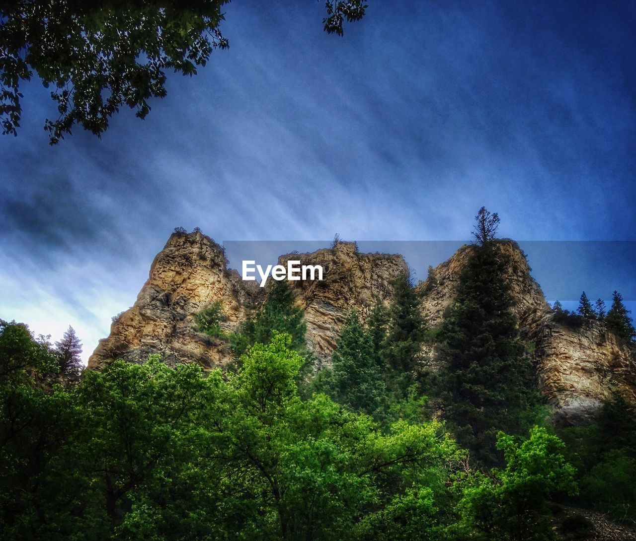 LOW ANGLE VIEW OF TREES AGAINST SKY