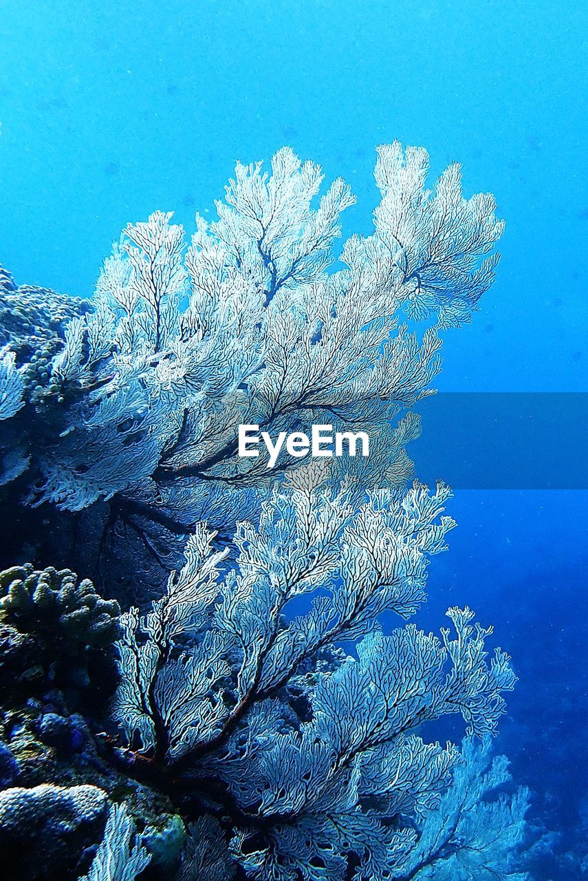 CLOSE-UP OF CORAL ON SEA