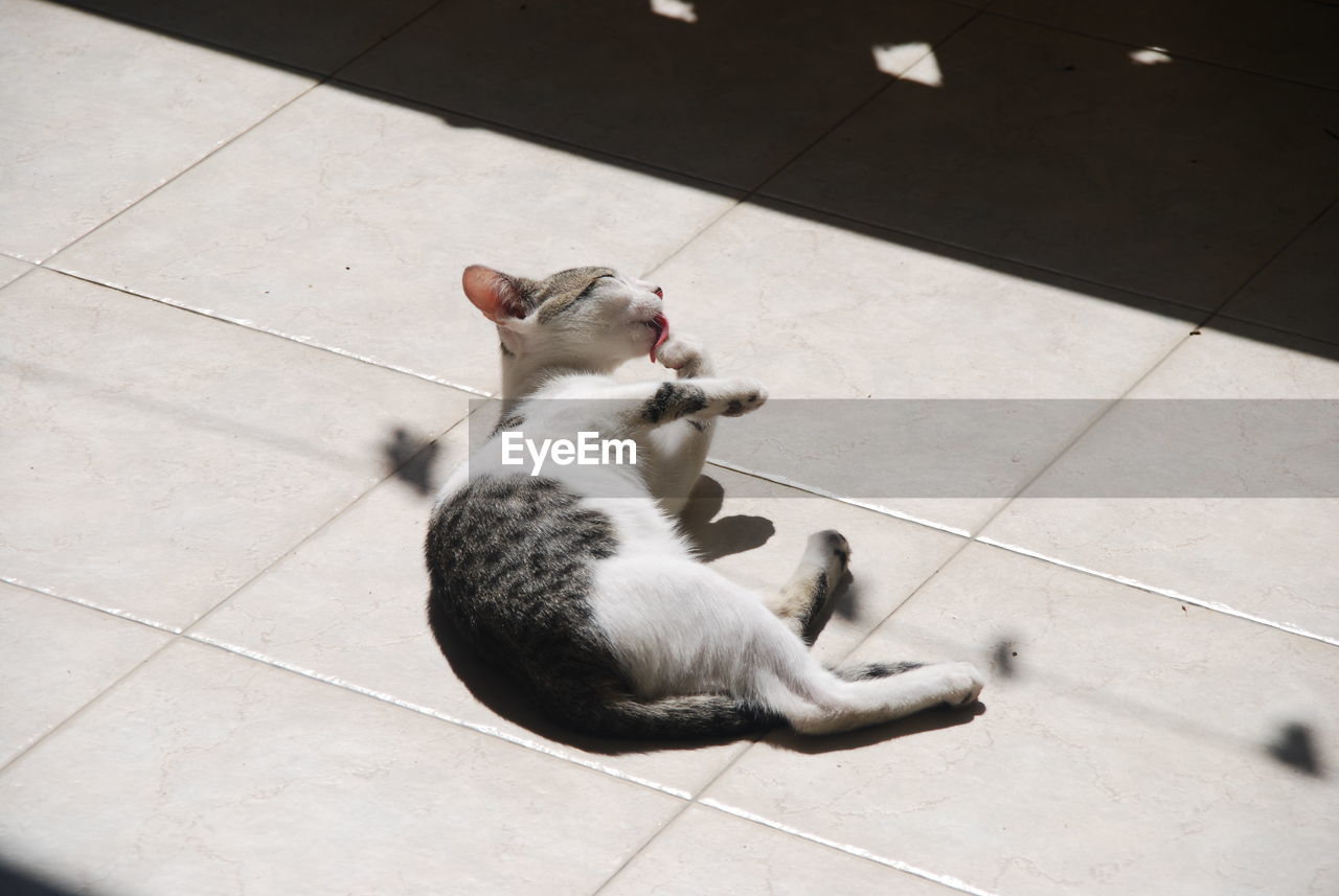 Cat in sun at terrace
