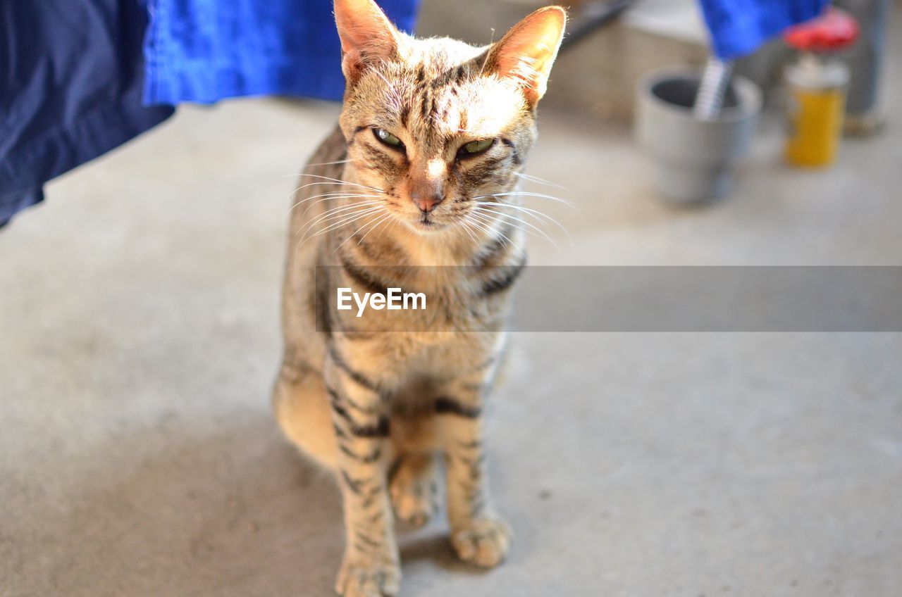 Close-up portrait of a cat