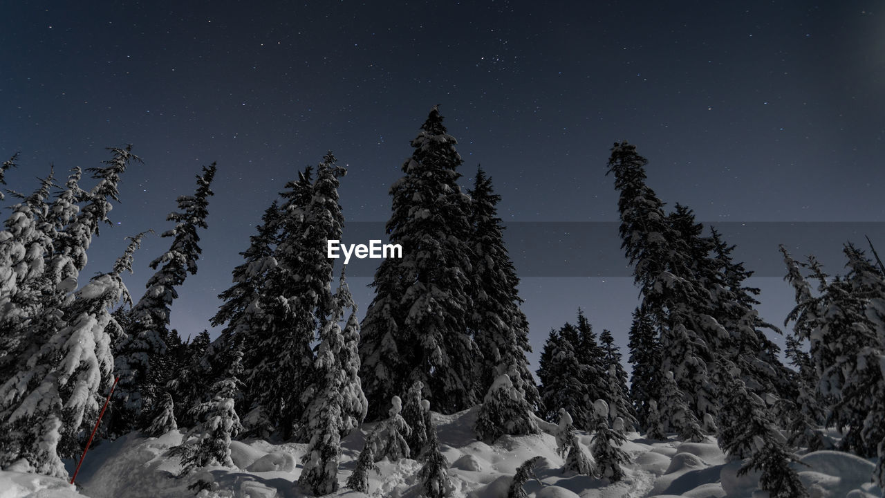 Pine trees on snow covered land against sky at night