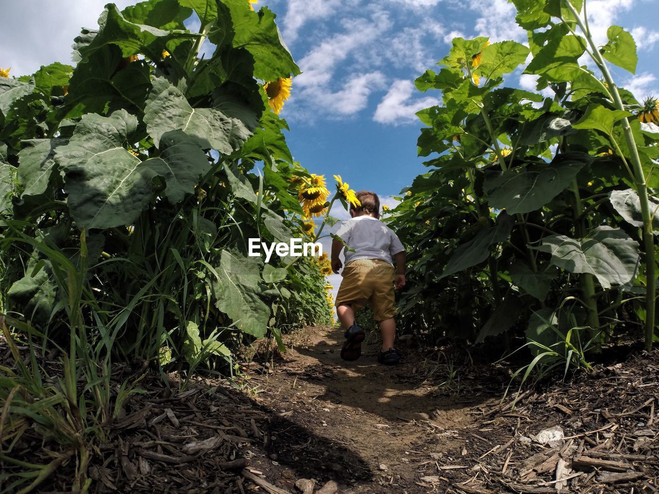 Full length rear view of boy walking on sunflower field against sky