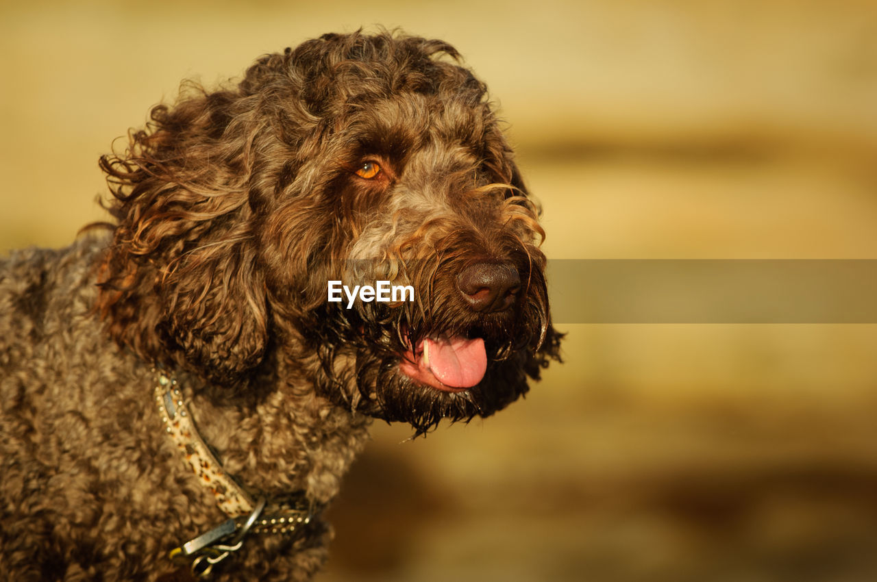 Close-up portrait of dog