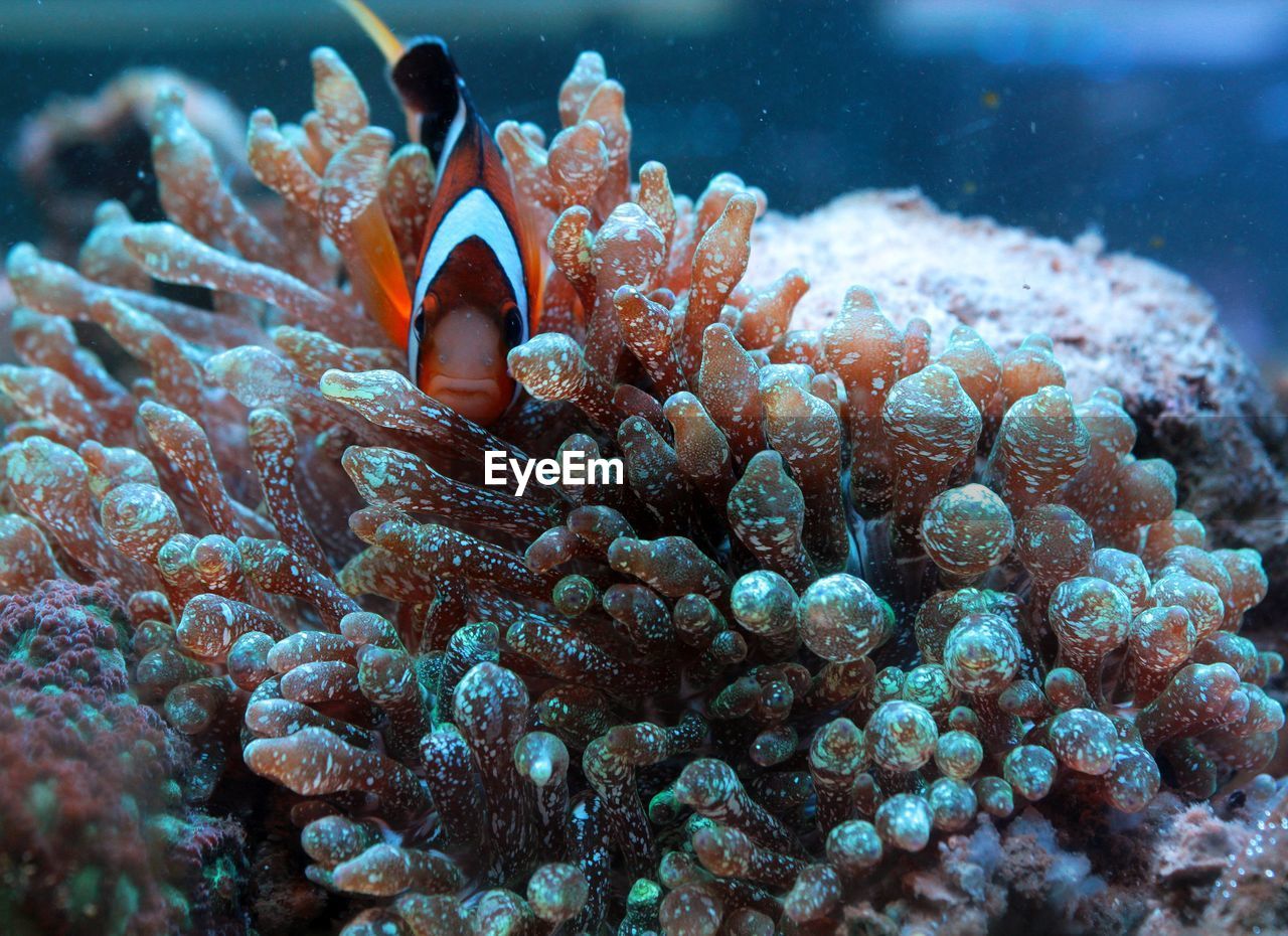 Close-up of clown fish in aquarium