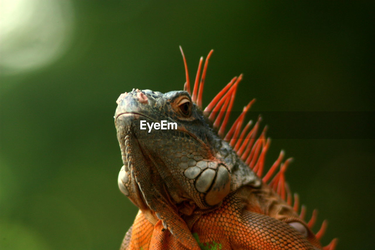 Close-up of insect