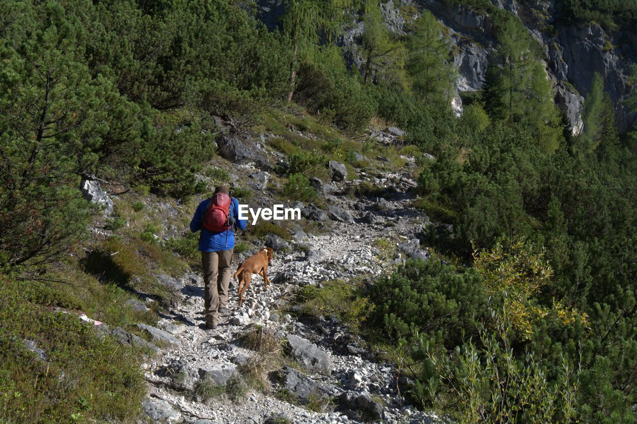 Rear view of man walking with dog on mountain