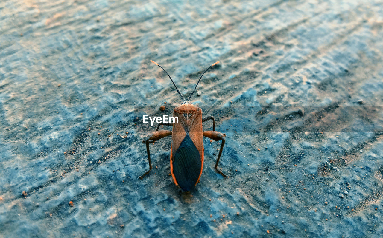 HIGH ANGLE VIEW OF INSECT