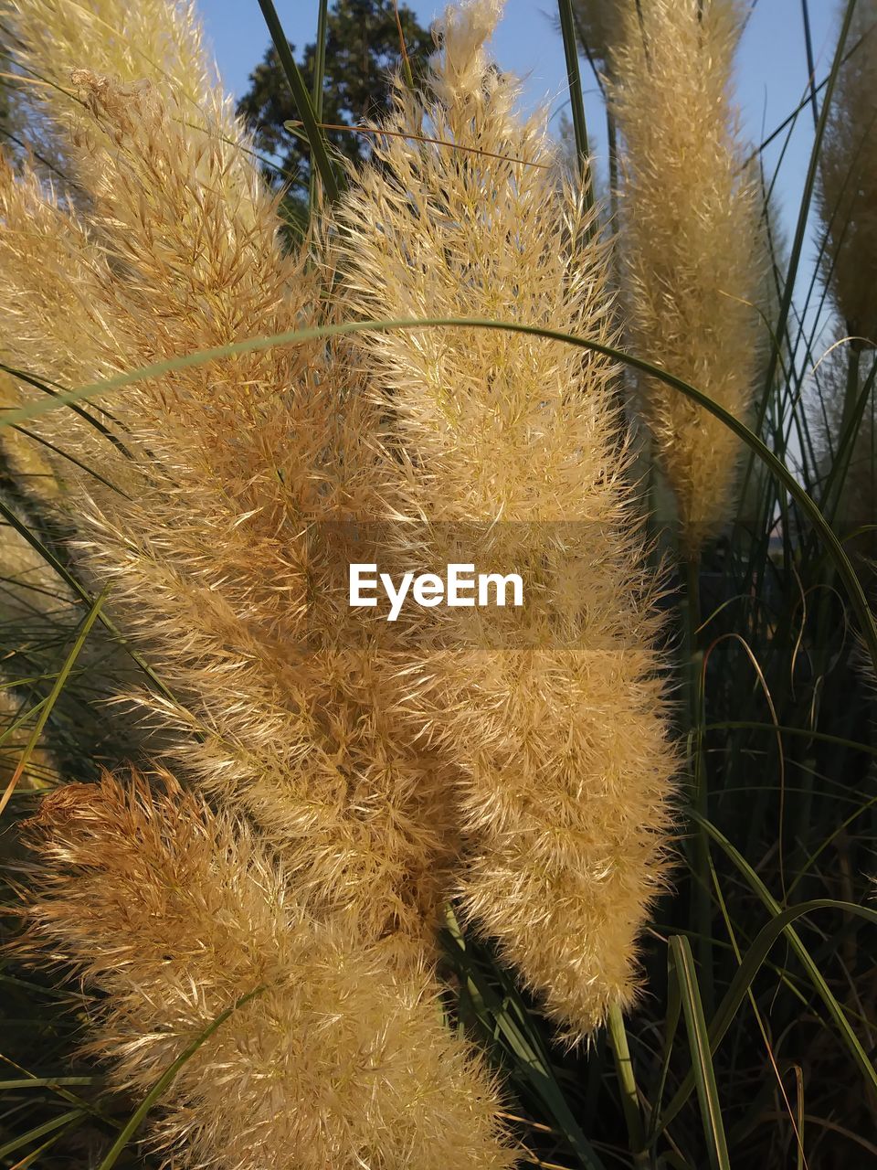 CLOSE-UP OF PLANTS GROWING ON FIELD