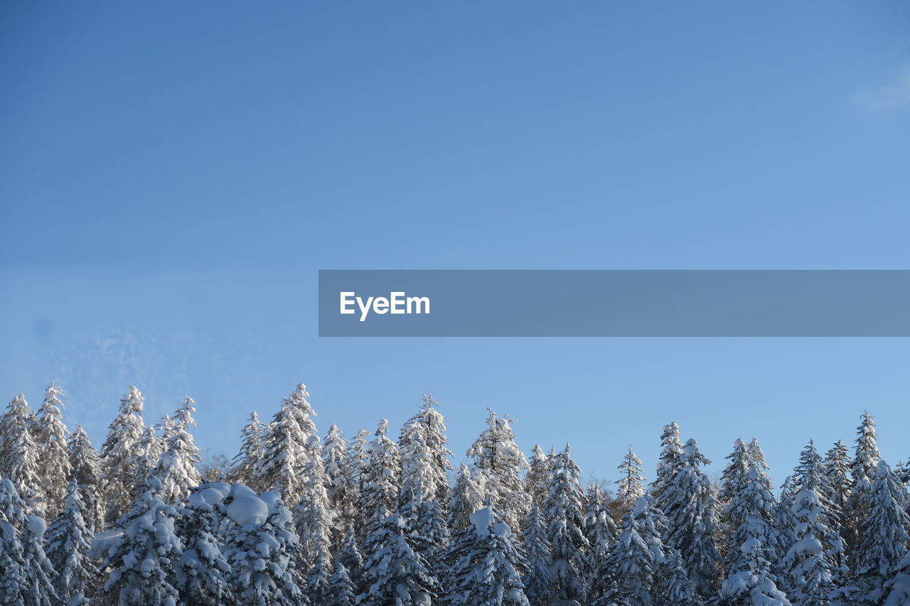 Low angle view of frozen plants against clear blue sky