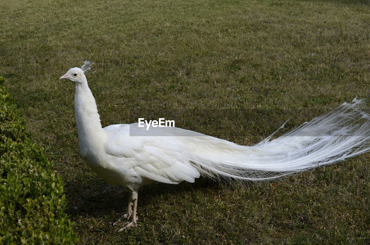 White peacock