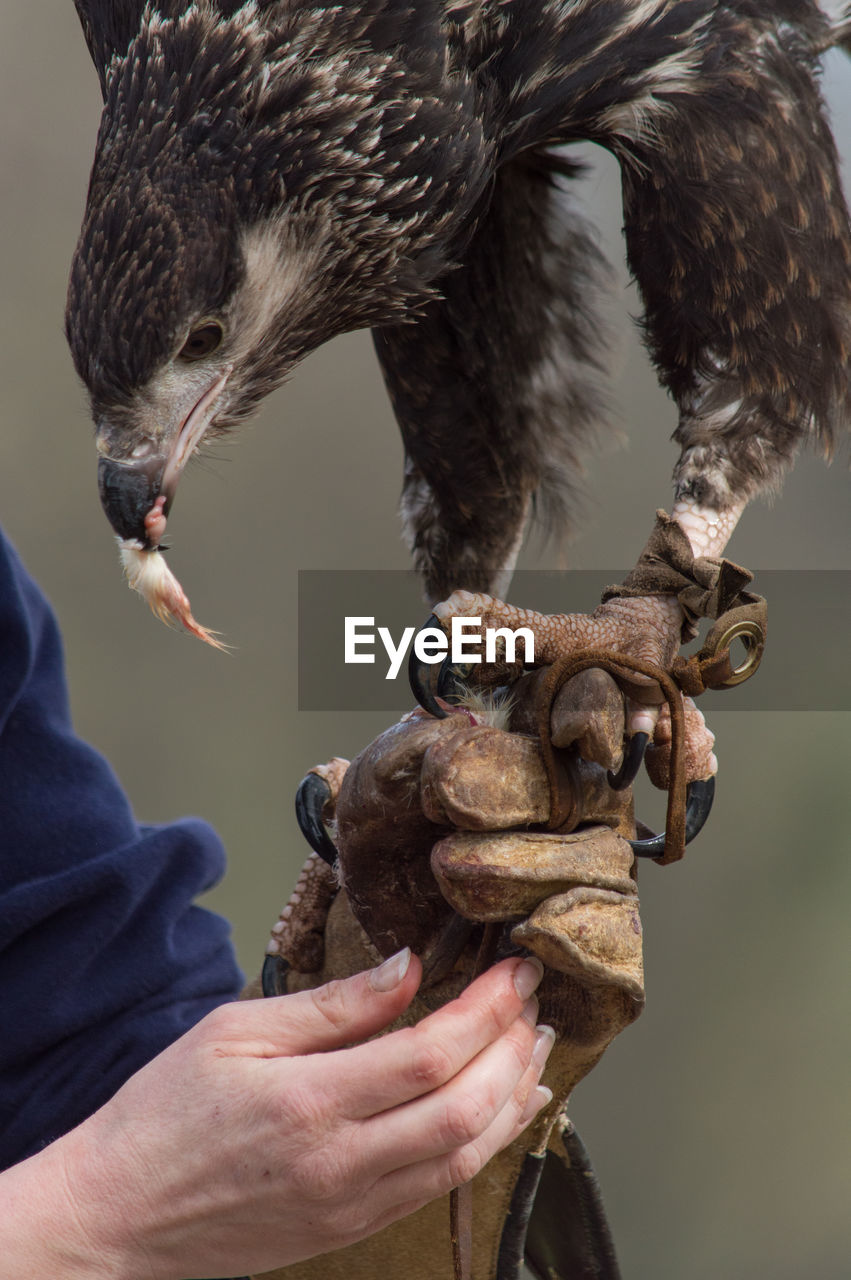 Cropped image of falconer with eagle