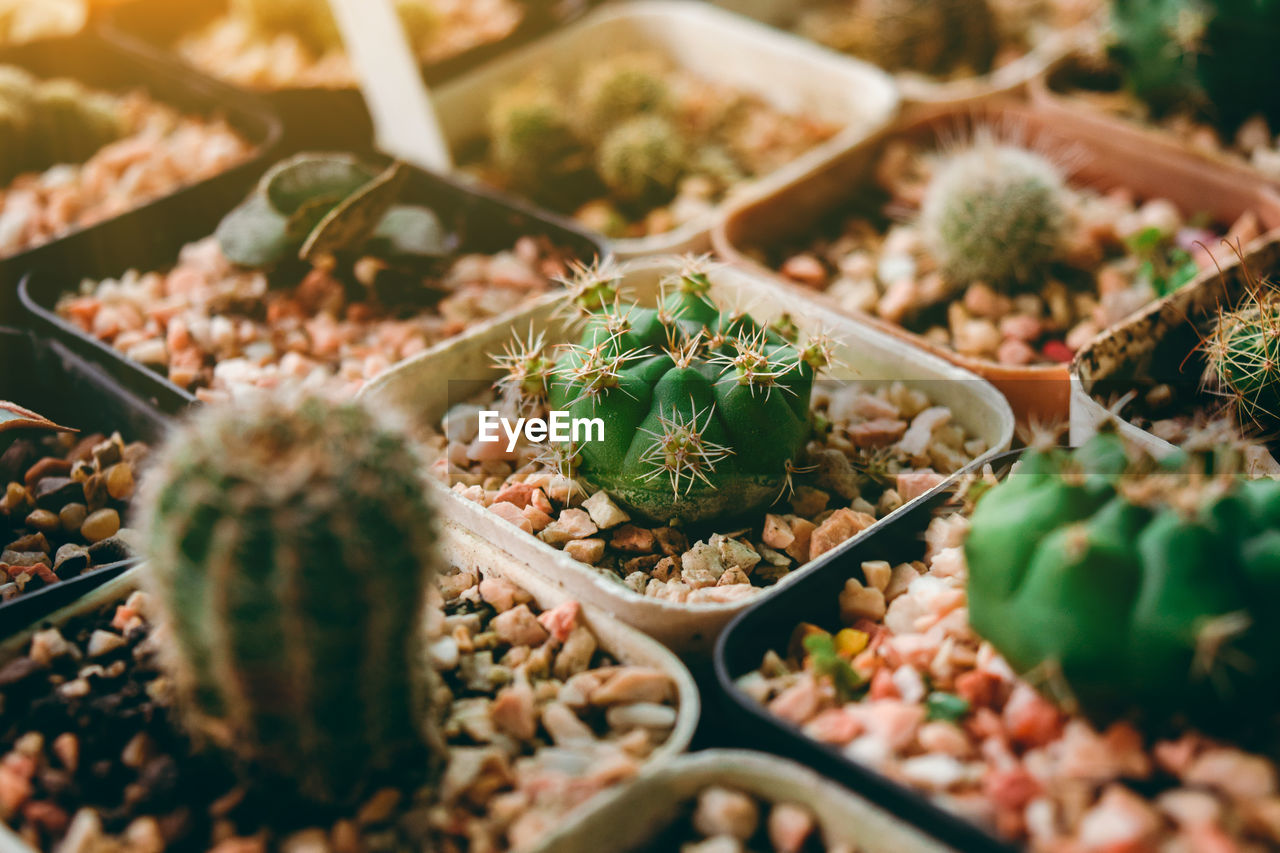 High angle view of cactus