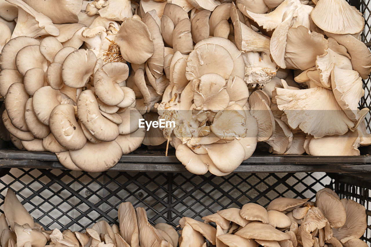 High angle view of mushrooms for sale in market