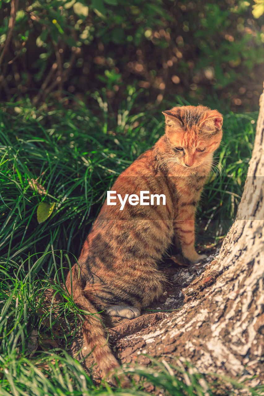 Cat sitting on grassy field