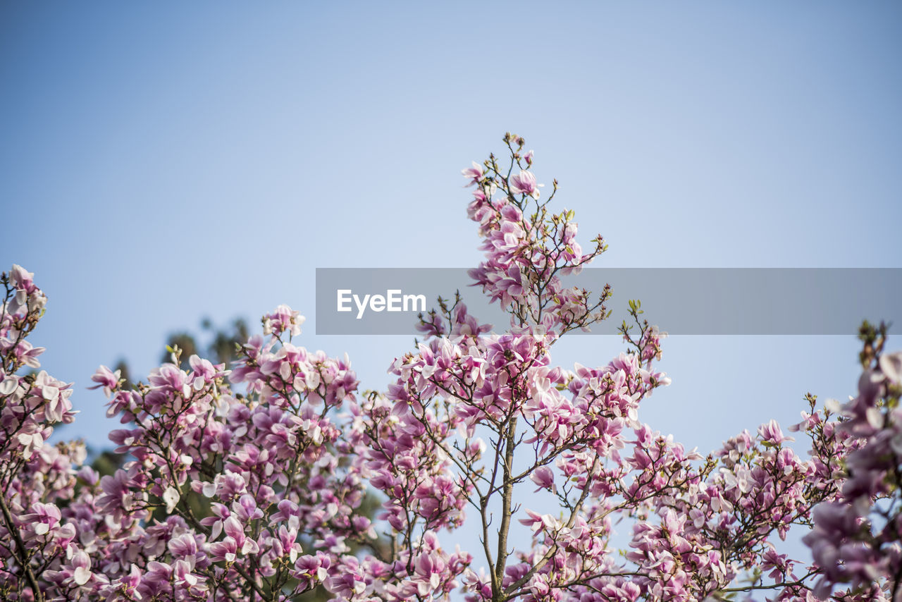 Low angle view of cherry blossom against clear sky