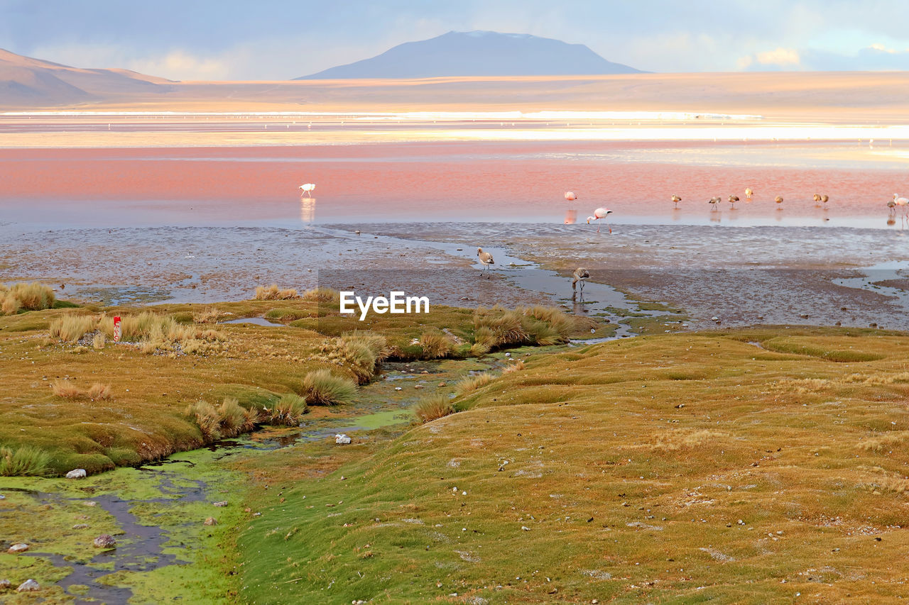 Flamingos flamboyance grazing in laguna colorada or the red lagoon in bolivian altiplano, bolivia,