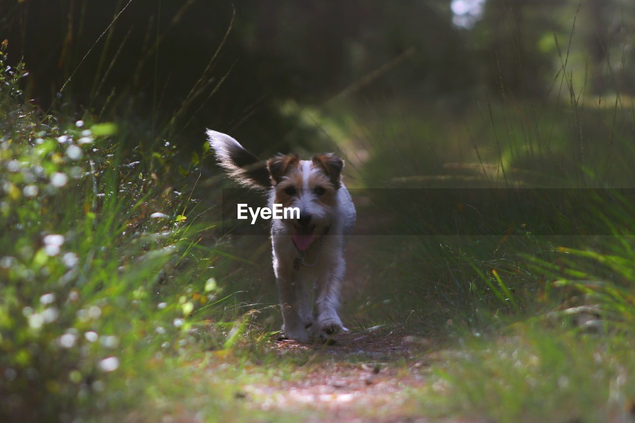 Portrait of dog on field