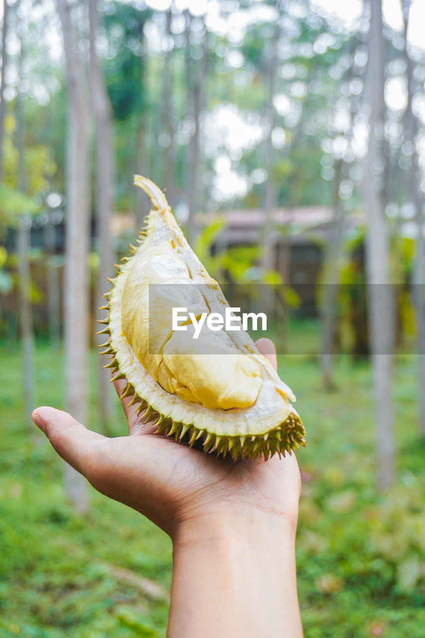 CROPPED IMAGE OF HAND HOLDING APPLE