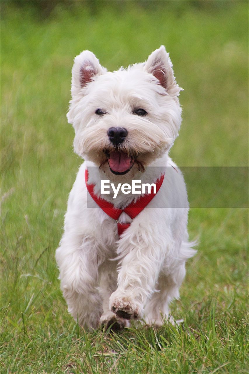 West highland white terrier running on grass at park