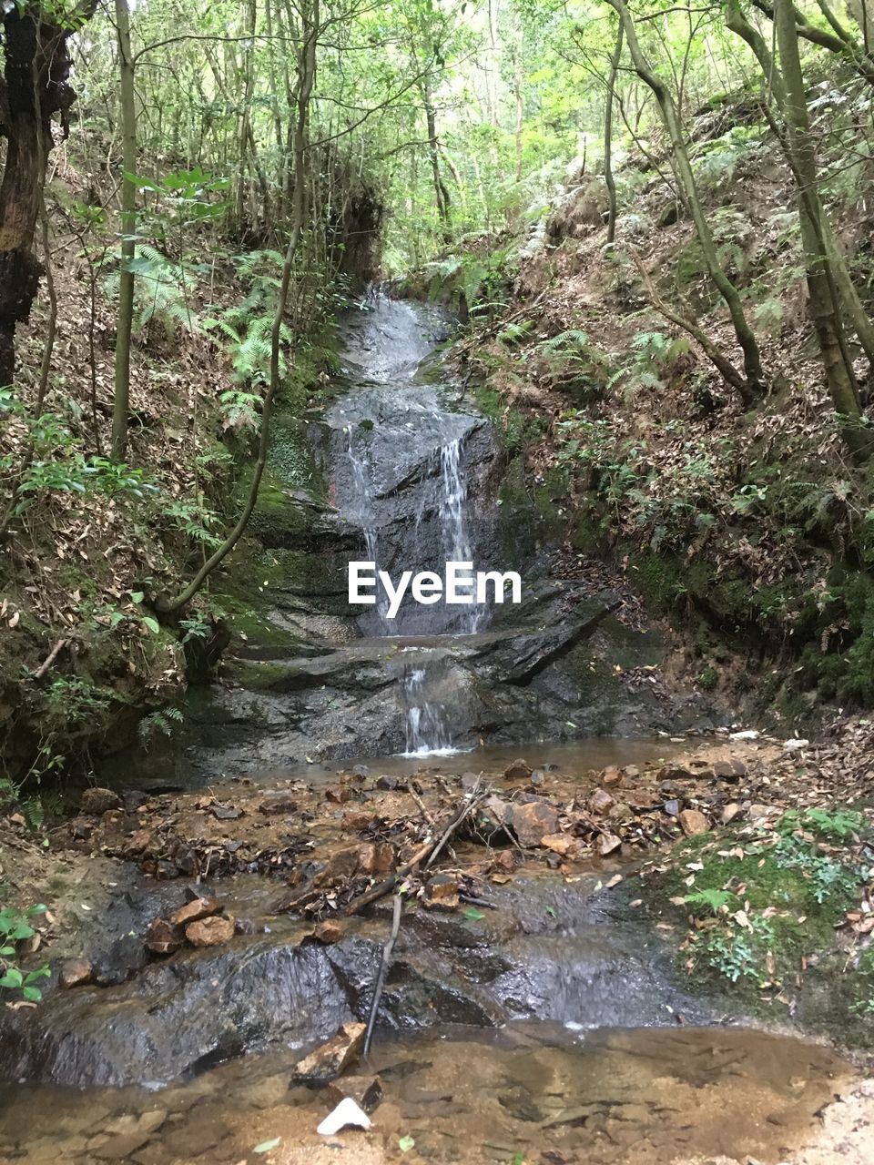 WATER FLOWING IN FOREST