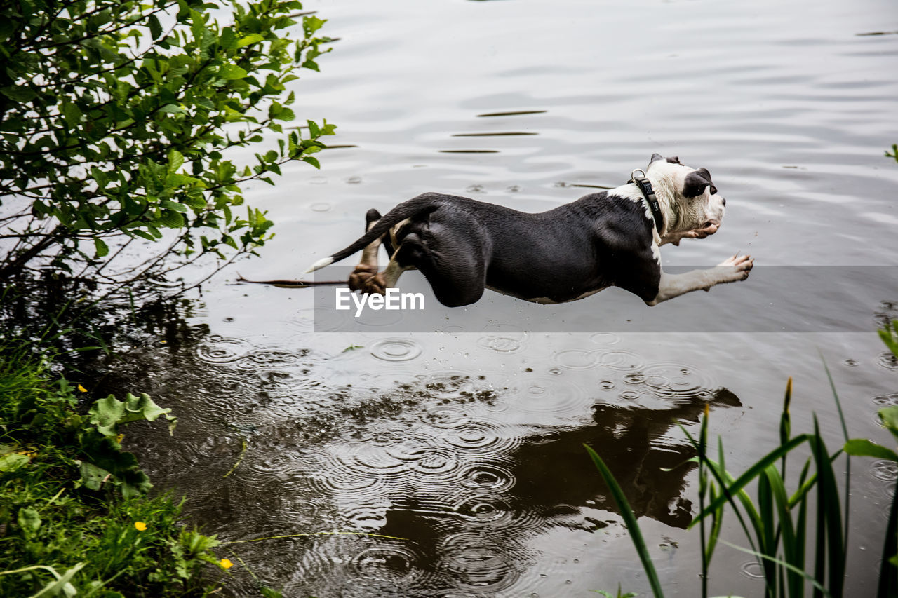 BLACK DOG LYING IN LAKE