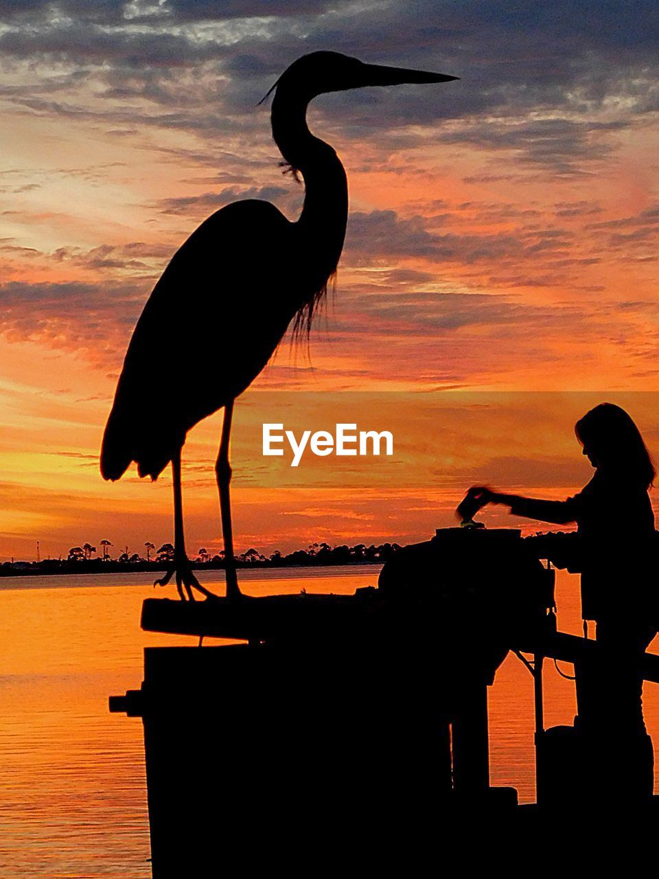 SILHOUETTE BIRD STANDING IN SEA AGAINST SKY