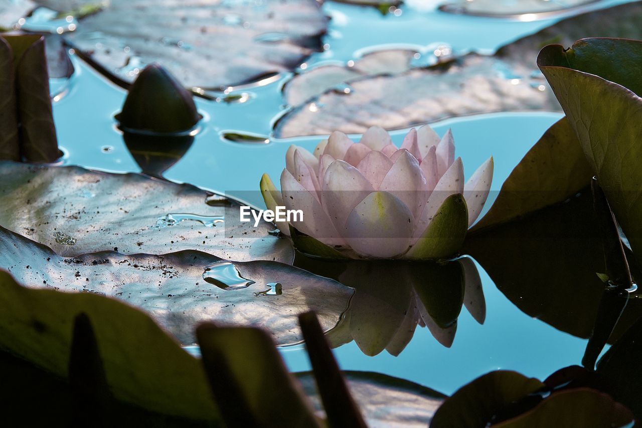 Close-up of lotus water lily in lake