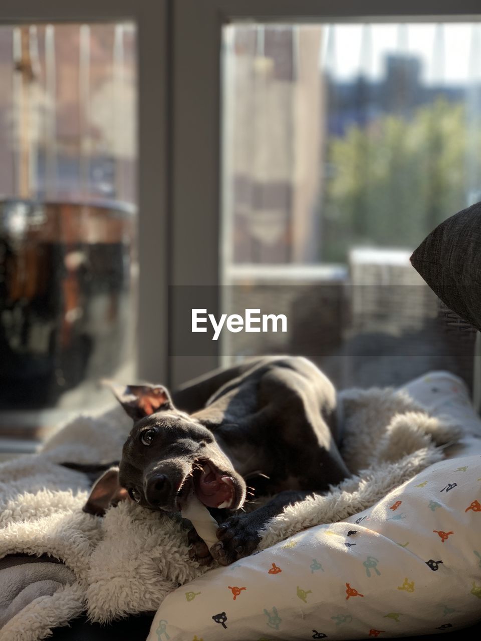 Portrait of dog relaxing with a bone in window at home